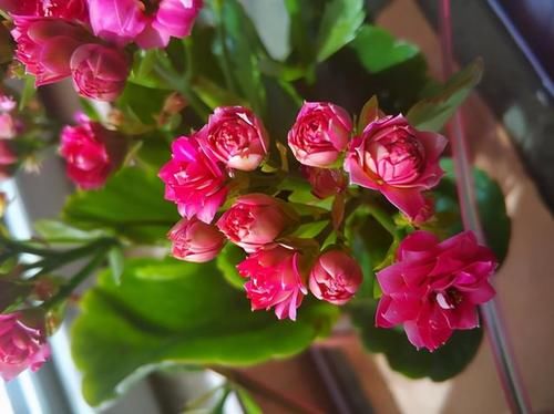 长寿花光长叶不开花,是什么原因,该如何处理呢?