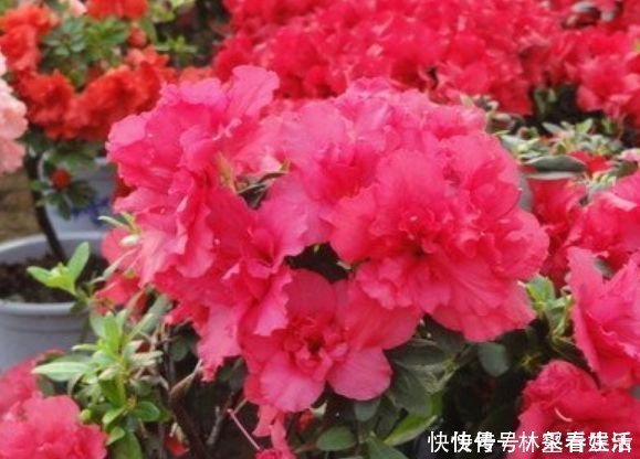 草花|家养“4种花”,招财、旺宅好兆头,好养又漂亮,天天有花赏