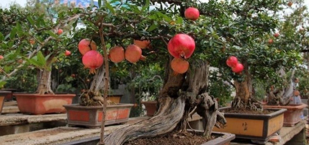 多子多孙|精品老桩石榴盆景欣赏,红红火火,多子多孙