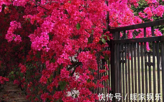 美女|邻家美女这样养三角梅，四招就轻松养成花海！