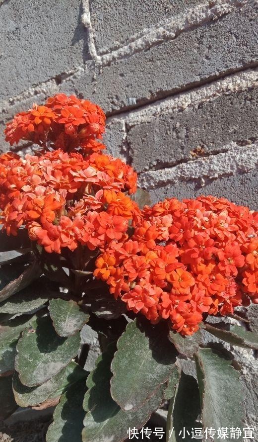 花友们|长寿花剪一刀，理个小平头，株型矮壮开花多