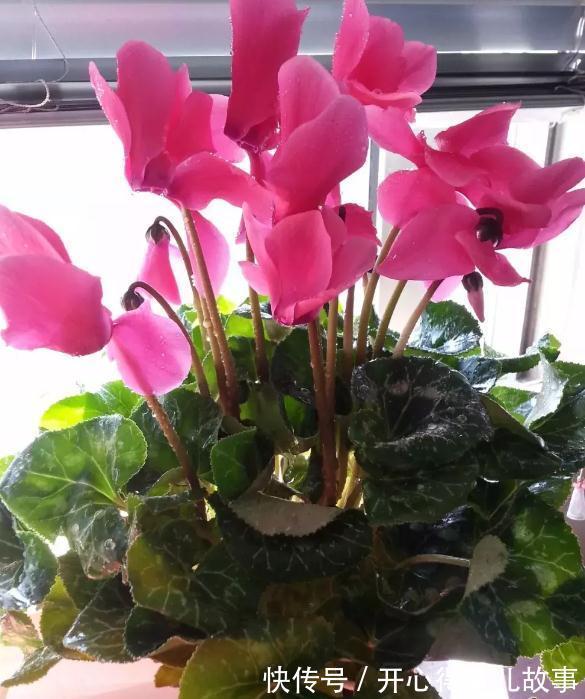 冬天这些花不能喷水