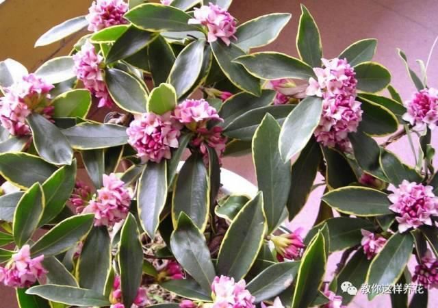 花香味|阳台就养这些花,花香味浓,久聚不散,香味飘满屋!
