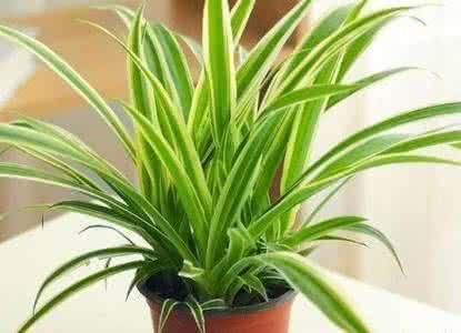 让吊兰疯狂抽藤开花，给你说个小方法