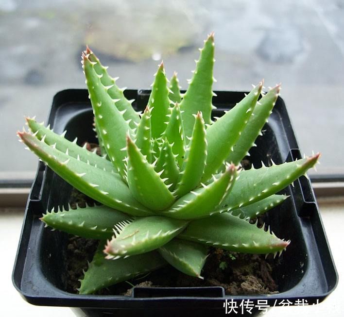 6种花,盆盆不超10块钱,买回家好养又好看