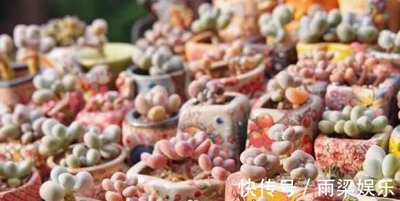 有一种多肉叫别人家的,学会3招成你家,新手涨姿势啦