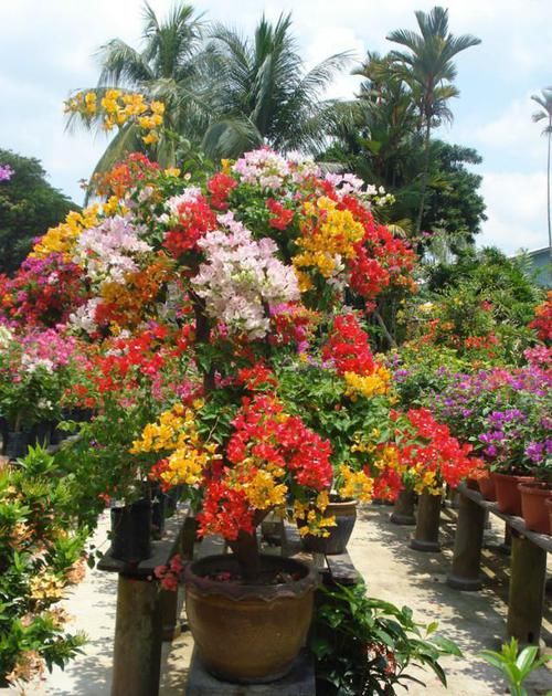 三角梅开败了?狠狠心,用3个“高招”,挤满新枝芽,又爆二茬花