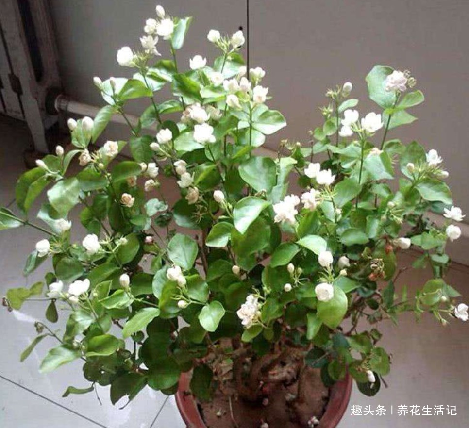 花朵|6月对茉莉花，用好“4个”小方法，花朵繁多香味浓，绽放时间长！