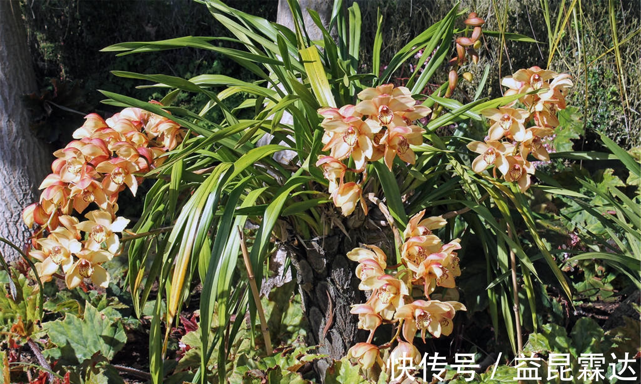 养兰花、君子兰你还施肥吗在土里加它,比肥料长得还好