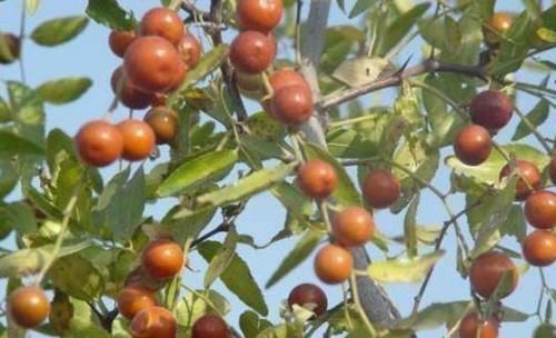 维生素c|非常适合女性吃的3种食物,排毒养颜,抵抗衰老,好处多多!