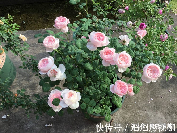 月季|优良月季”瑞典女王“,清秀淡雅,惹人喜爱,堪称是养花必备