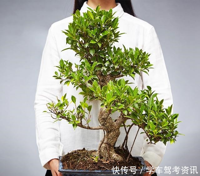 7种花,就得小盆养,盆越小水越少,长得更快!