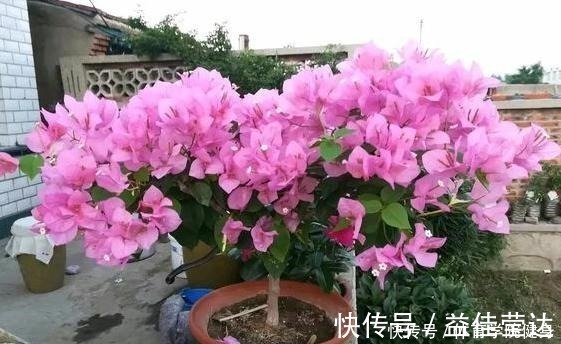 枝条|家里没有强光照,4种花不要养,根本长不好、不开花,纯属浪费钱!