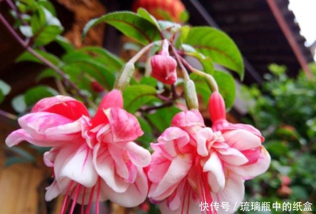 家养3种花，好打理，易爆盆，花开不断，还能旺财