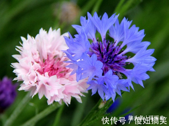 此花色彩清丽花形美丽,细致可爱清新优雅,代表着幸福的到来