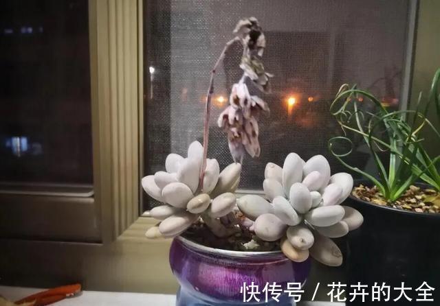 花友|多肉植物色彩斑斓之白色系多肉,祝各位花友百战百胜