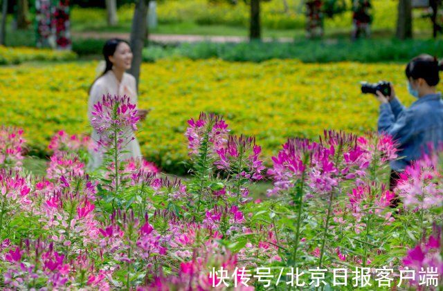 天坛|北京开启菊花观赏季，天坛、北海、植物园等五大展区15万株花亮相