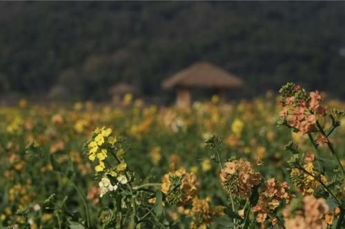 油菜和萝卜杂交，于是杭州这里的七彩油菜花上线了，美不胜收