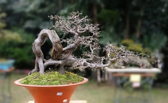 盆景制作技法夏天来到,盆景脱衣换锦,有6种好处