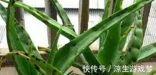 植物|新手养花的常见几个误区,为什么会让植物致命