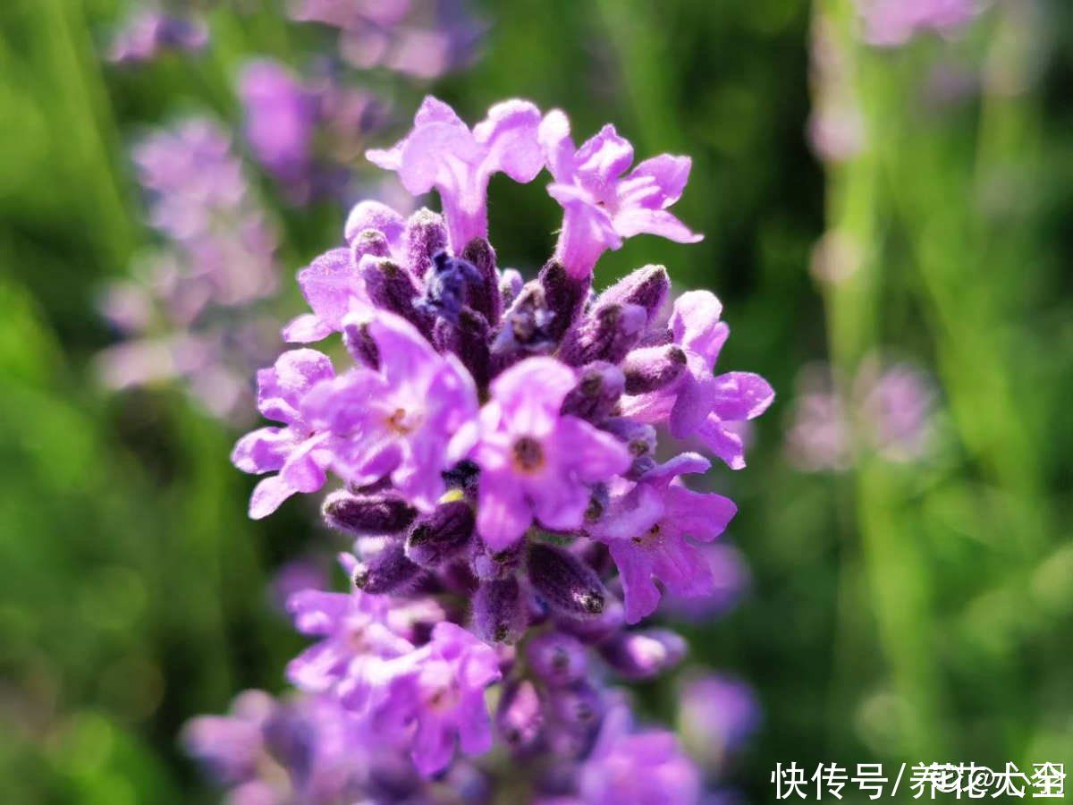 夏天|失眠多梦真头疼，养这3种花，带你安心入眠没烦恼