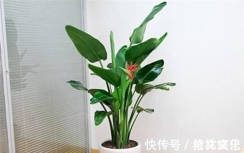 客厅再小，也要养盆它，寓意好还养眼，一盆能养许多年