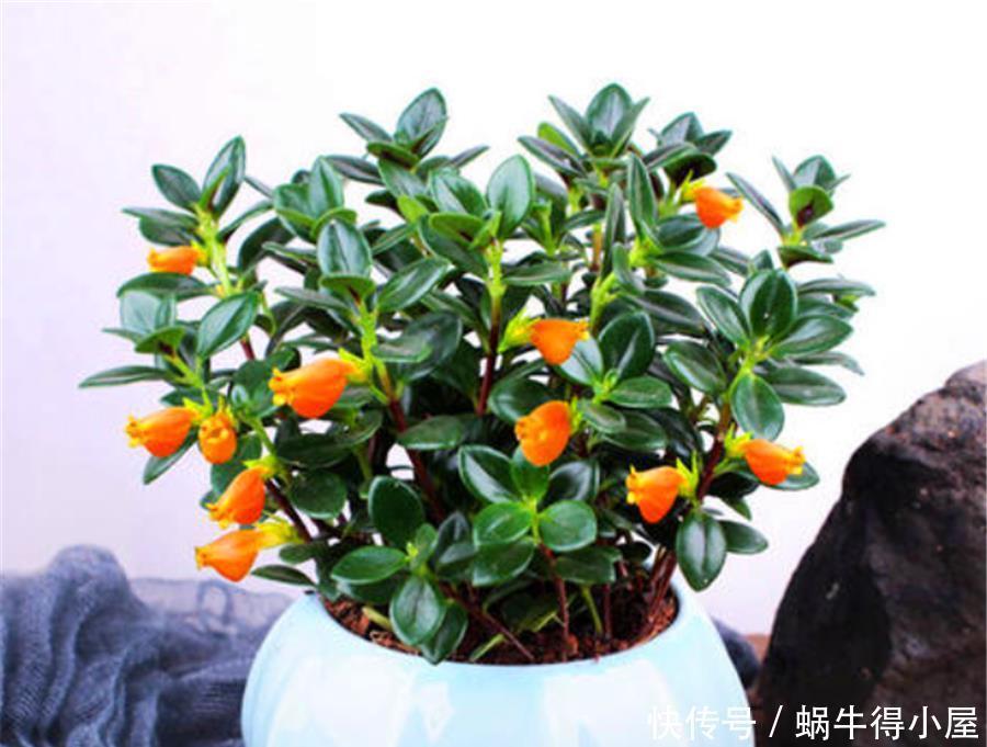 金鱼吊兰冬天开爆了,做好5个小细节,一年四季花开不断
