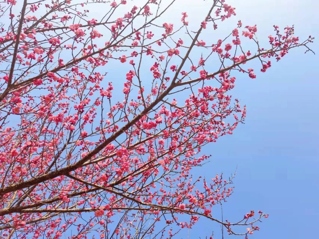 青山蓝天|提早20天！永嘉这里的梅花开了！漫山遍野！