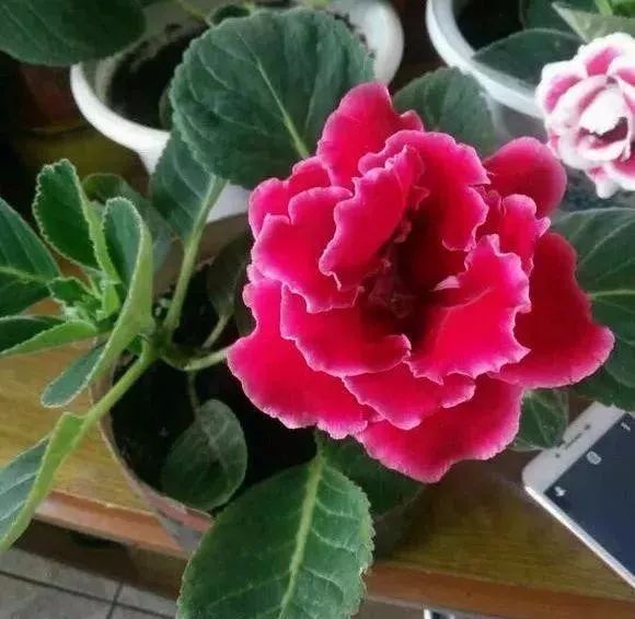 仙客来|这些花草不要往叶面上喷水,否则只剩下花盆