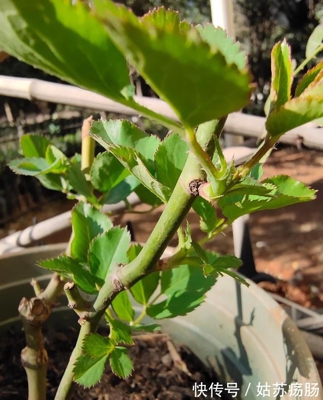 废料|月养月季,土里备“三废料”,新芽“咕噜”冒,芬芳宜人小半年