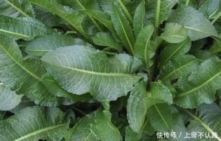 農(nóng)村|農(nóng)村一種“牛舌頭”野菜，不僅是個好食材，而且用途也很多！