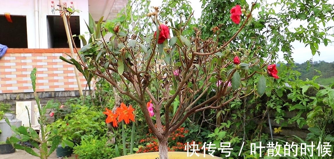 蝴蝶兰|公认“难养”的5种花,没有10年以上的养花经验,建议别买