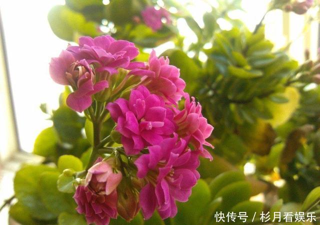 长寿花|长寿花“长寿”,这几点不注意,照样掉叶子整棵死翘翘