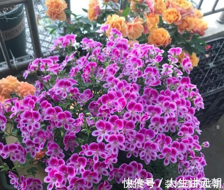 4种花现在养刚刚好,夏天开花很漂亮,给点水就疯长,太好养