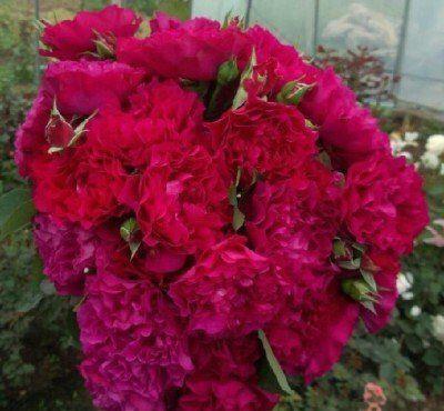 好养|此几款花卉美过玫瑰,一开就是300多天,花期又长又好养