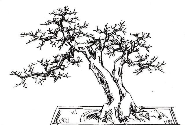 一盆九里香,阳台香飘飘,6款盆景造型玩法,哪一款受你青睐