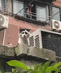 |搞笑GIF:这只猫星人应该是女猫吧!看有多淑女!