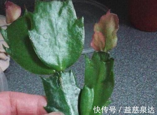 叶片|君子兰、蟹爪兰叶片打蔫,擦一擦,20天长油绿叶