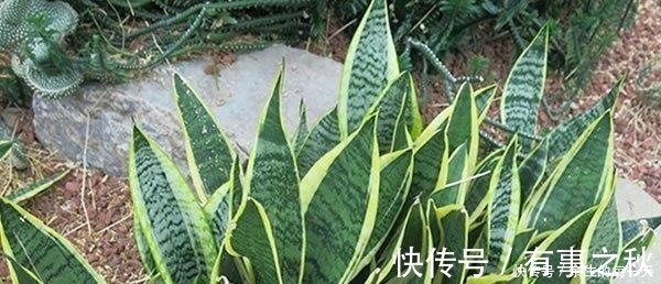金边|这3种“金边植物”，有钱人必养！往客厅一摆，难怪越来越富有！