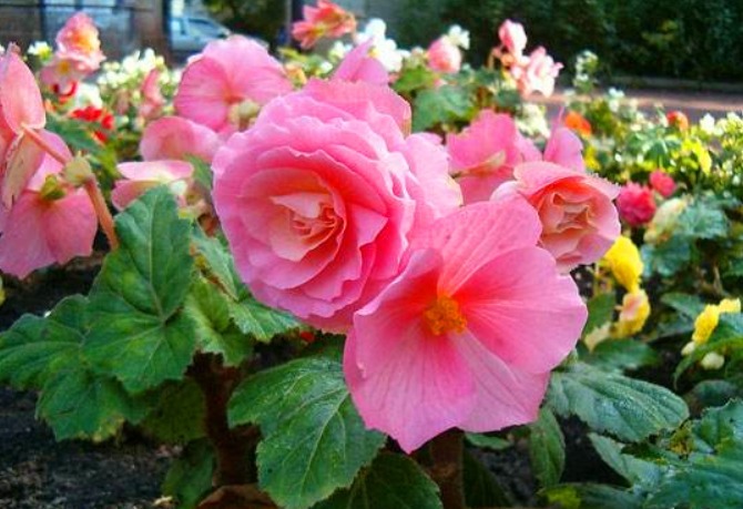 有“1种花”是神圣之花，花色艳丽，花期长达100多天，回家快去养