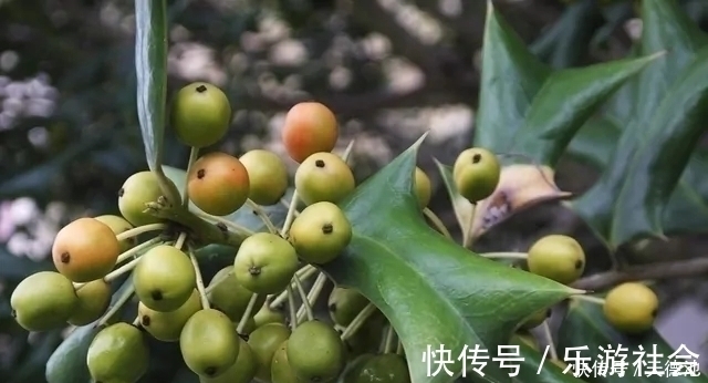 枸骨树|农村的一种野生植物，人称“猫耳刺”，全身都是宝，却很少人知道