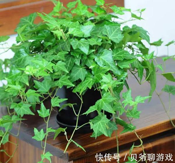 常春藤|9种流行“网红花”,挂起来更漂亮,串串花墙,垂下2米长