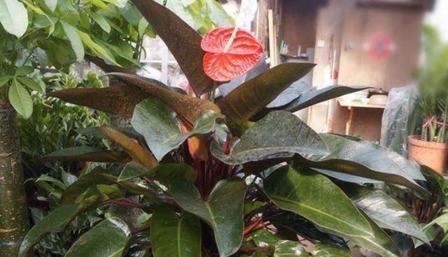 土壤|养花土里加“废渣”,土壤疏松又肥沃,盆土不板结,植物长得旺