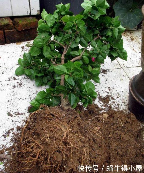 刚买的花,养几天就枯死,原来这里没做对,很多人不知道!