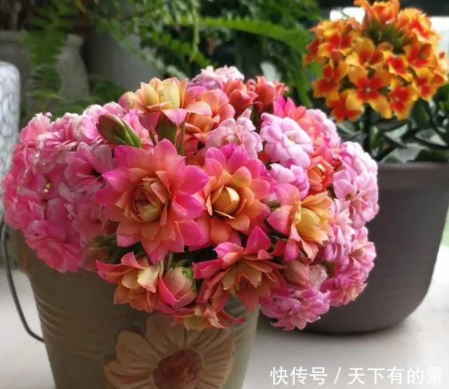 植株|这6种漂亮花,天一热就死,夏天别再买,白花钱养不活