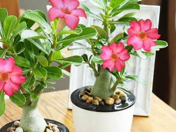 这6种花一个月不浇水都死不了，养起来简直太省心了