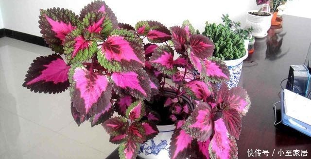 典雅|超漂亮的观叶植物,家里养一盆,漂亮又典雅!
