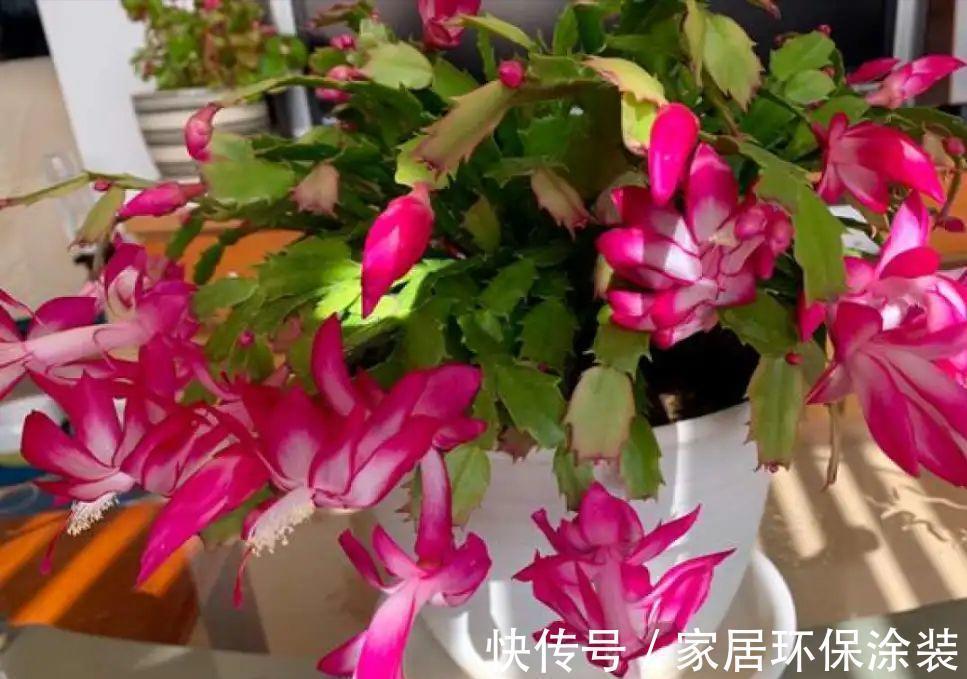秋天|5种漂亮花,都是“夏必死”,十个八个养不好,花市见了也别买