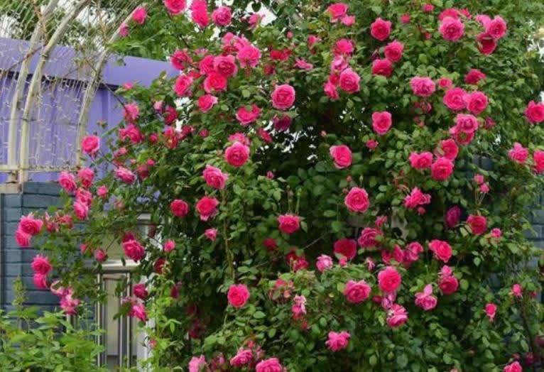 看了她的院子,治愈了我的心情!栽满藤本月季,美成了花海