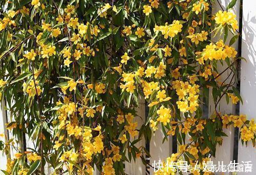 漂亮|4种耐寒花，好养又漂亮，香艳又喜庆，冷空气来临就开花！